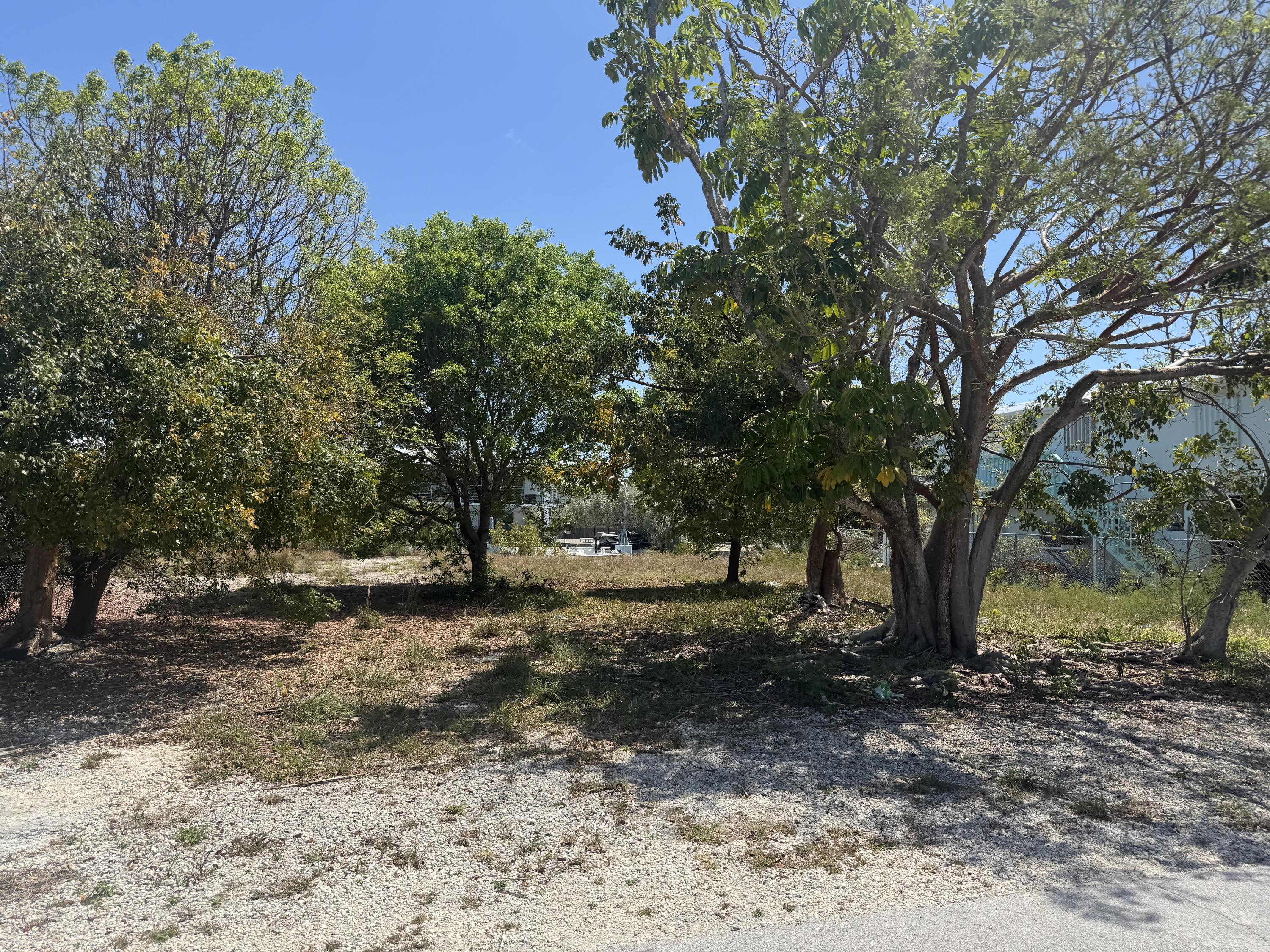 29558 Ranger Avenue Big Pine Key, FL 33043 - Photo 8 of 19 a view of a tree in the middle of a yard