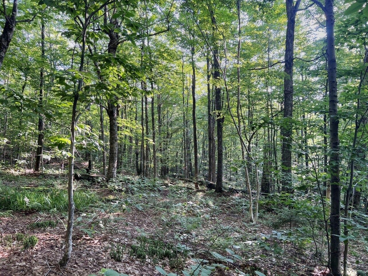 Lot 3 Cider Mountain Road Warren, VT 05674 - Photo 8 of 26