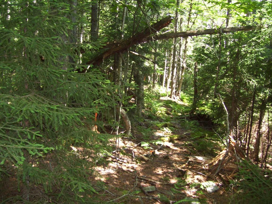 Lot # Old Spruce Road Snowshoe, WV 26209 - Photo 1 of 1 Old Spruce 163