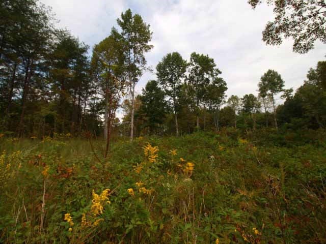 0 Homestead Road Madisonville, TN 37354 - Photo 1 of 1 Gallery Image 1