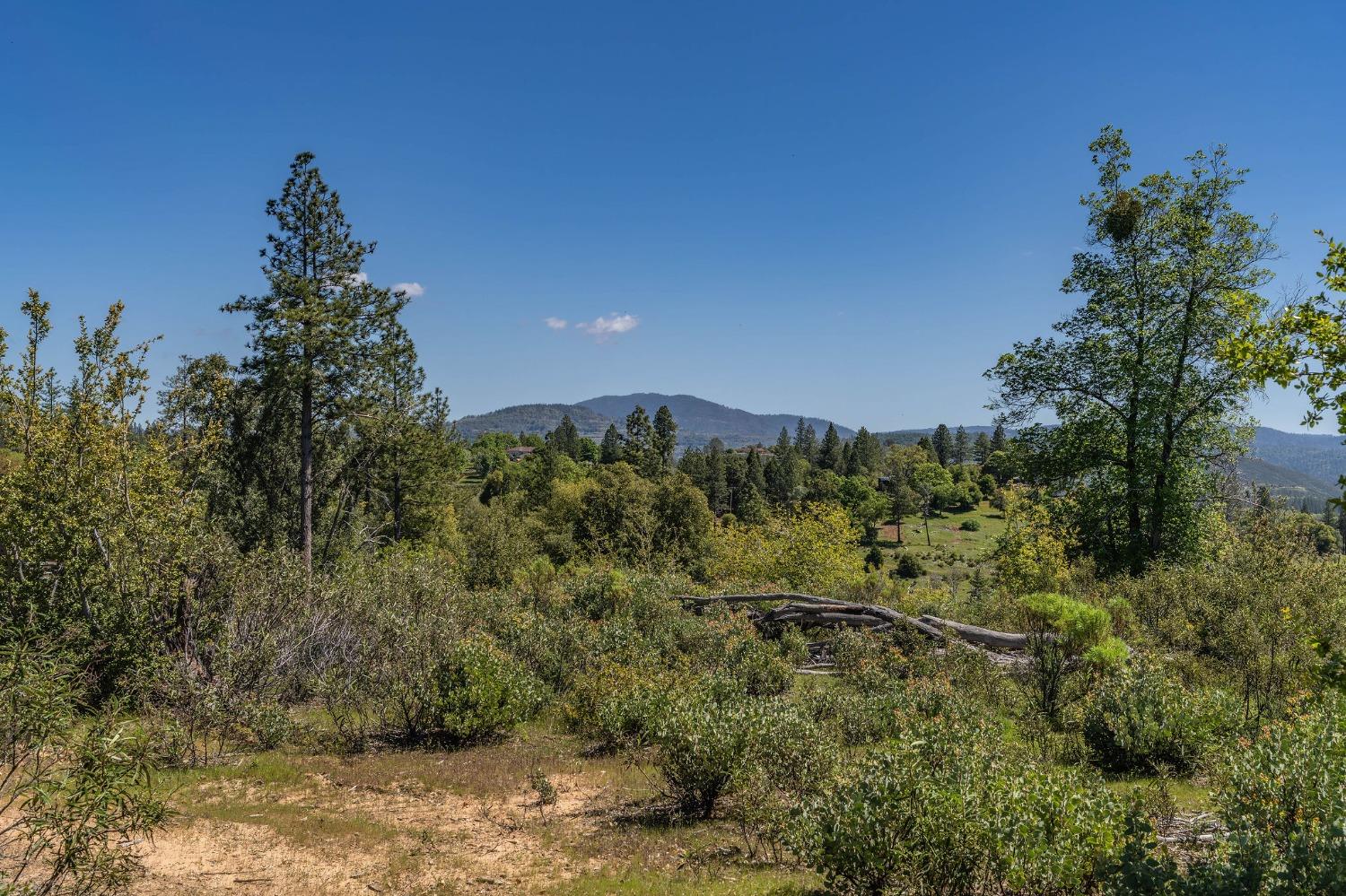 5901 Old Emigrant Trail Mountain Ranch, CA 95246 - Photo 13 of 27 a view of a forest