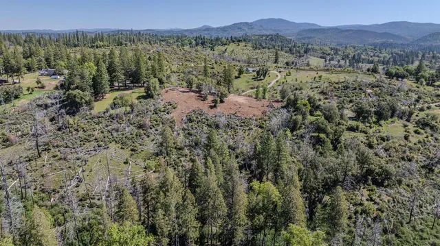 a view of a forest with mountains in the background