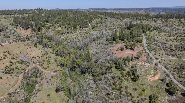 a view of a forest with trees in the background
