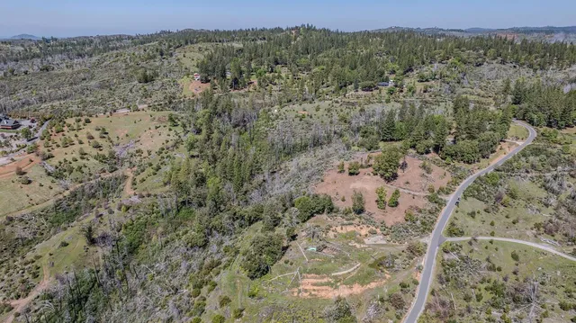 a view of a forest with a mountain in the background