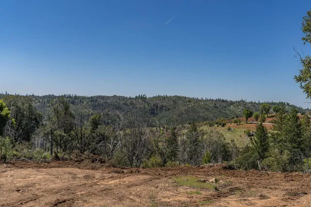 a view of a forest with trees in the background