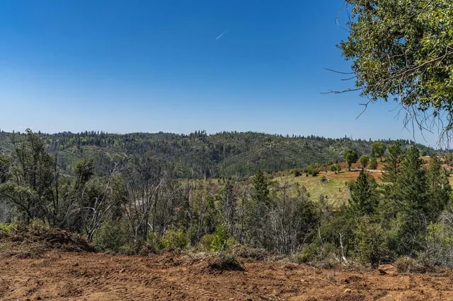 a view of a forest with trees in the background