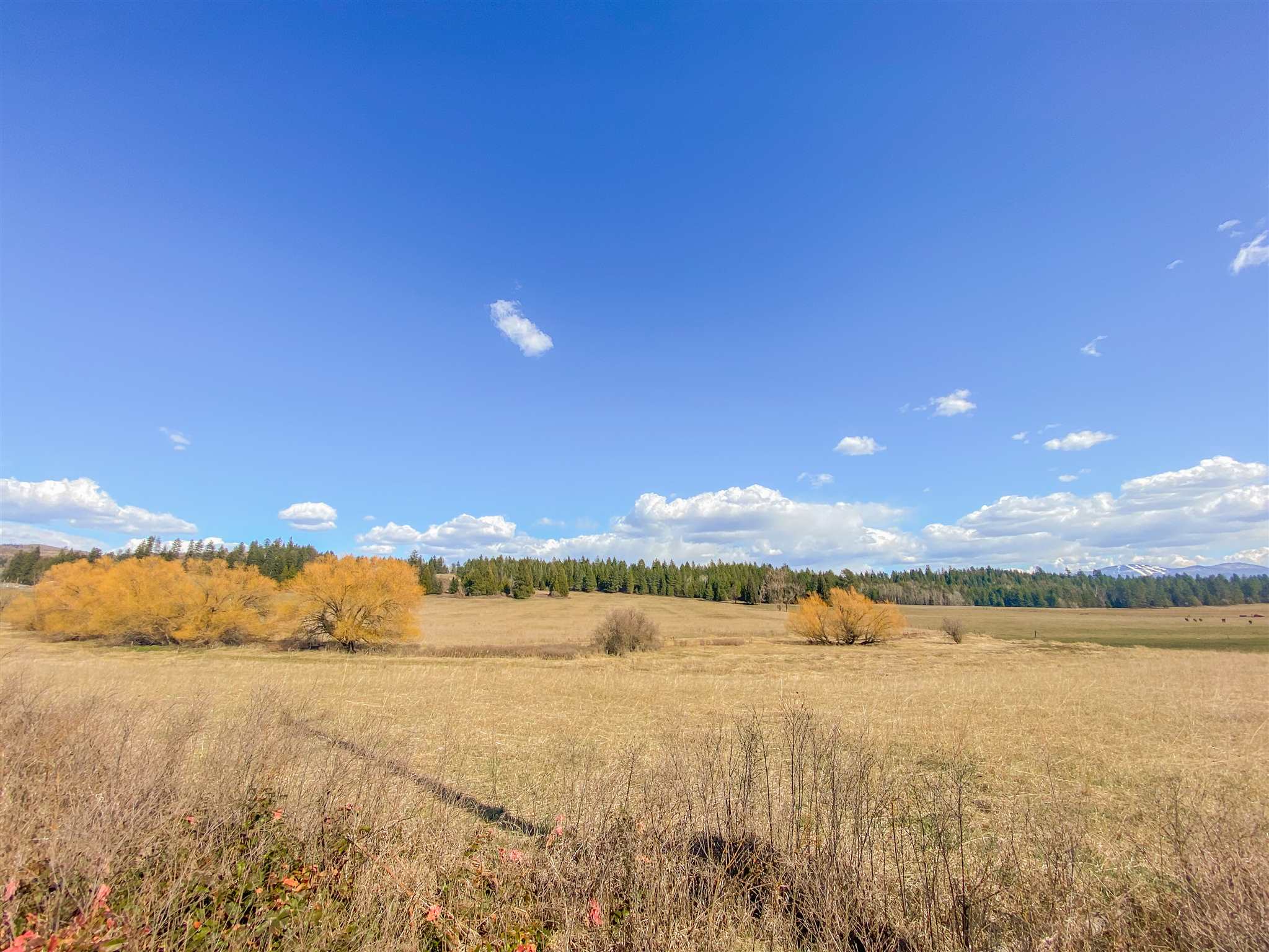 3488 Allen Road, Unit PARCEL B Elk, WA 99009 - Photo 7 of 8