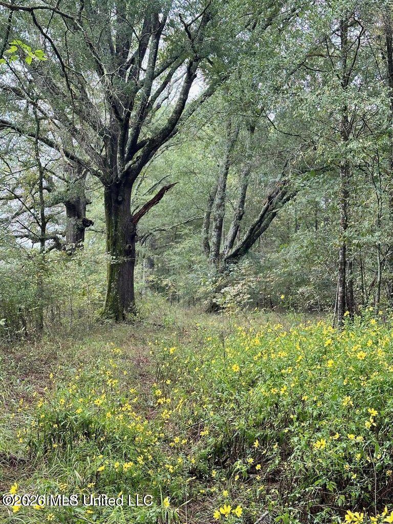 Swamp Road Carthage, MS 39051 - Photo 2 of 11 20250916021452322548000000-o