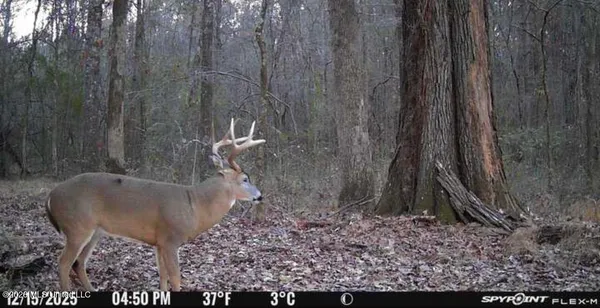 $125,000 | Swamp Road, Carthage, MS 39051