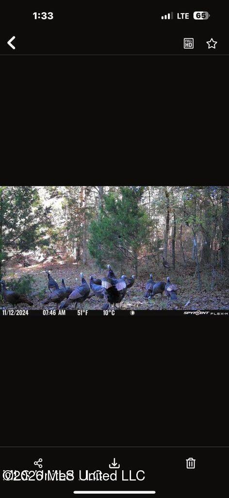 Swamp Road Carthage, MS 39051 - Photo 5 of 11 20250916021459094388000000-o