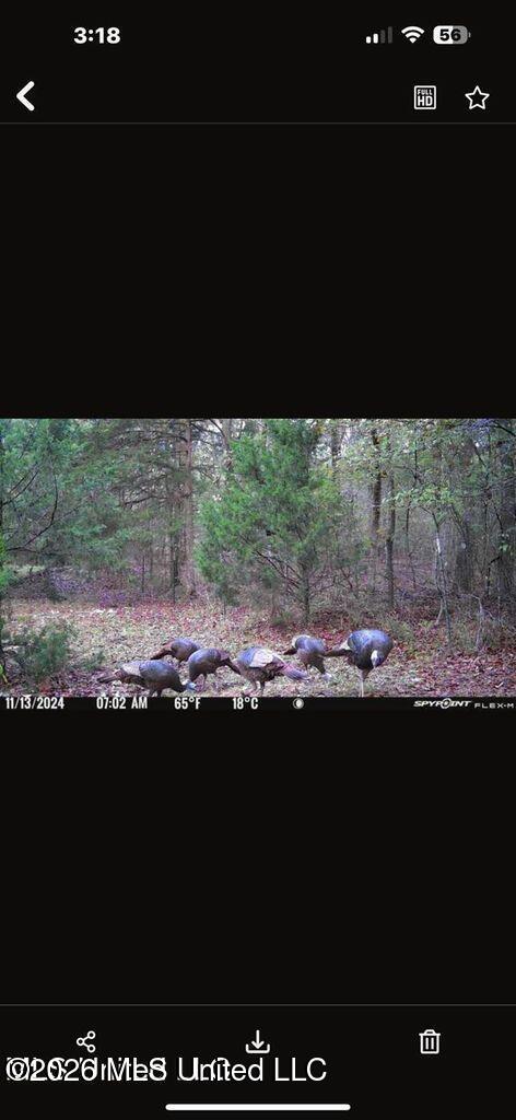 Swamp Road Carthage, MS 39051 - Photo 6 of 11 20250916021502272947000000-o