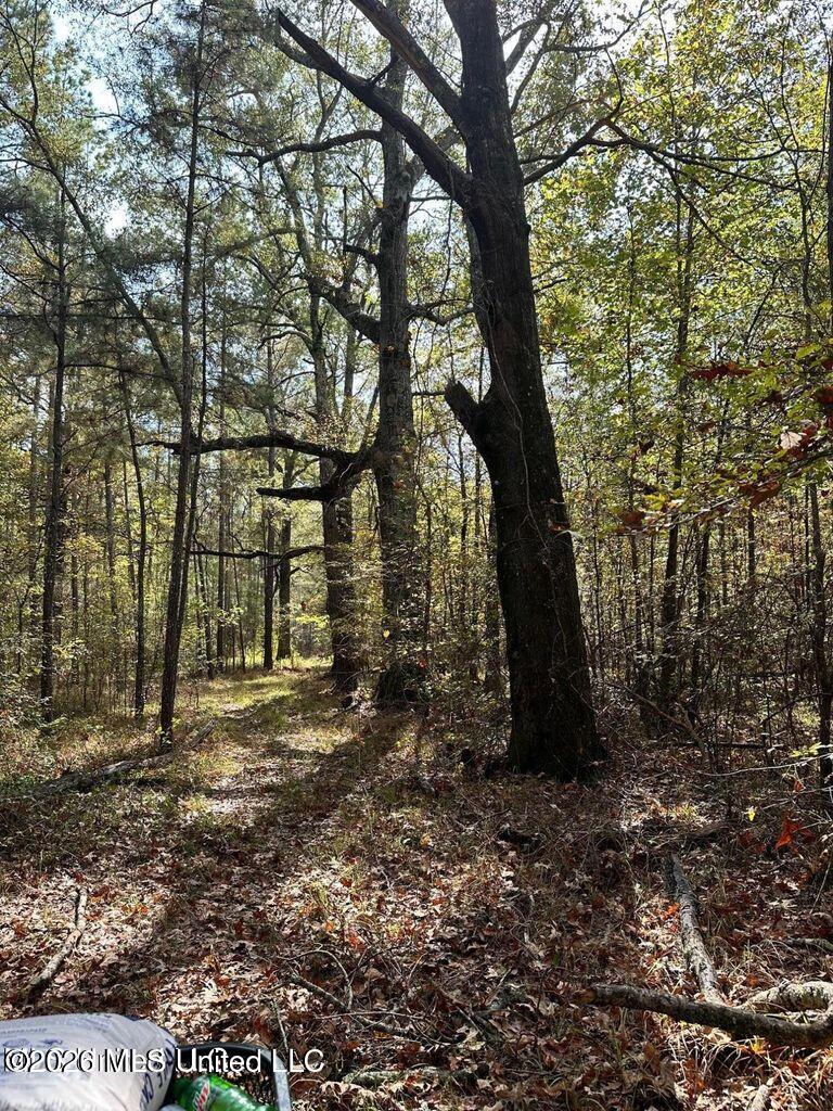 Swamp Road Carthage, MS 39051 - Photo 8 of 11 20250916021523456672000000-o