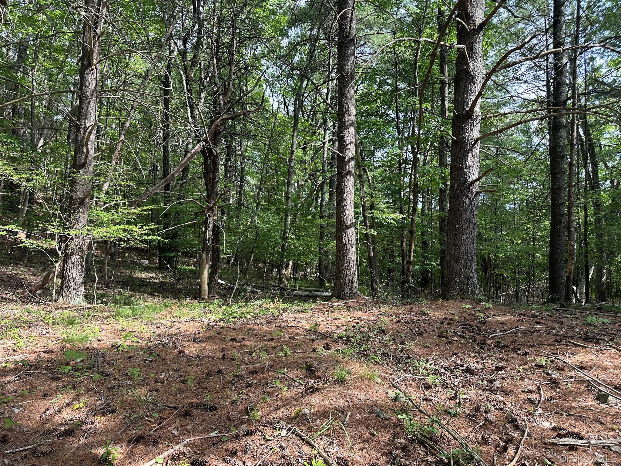 804 Hearts Content Road Cairo, NY 12473 - Photo 19 of 34 a view of outdoor space with trees