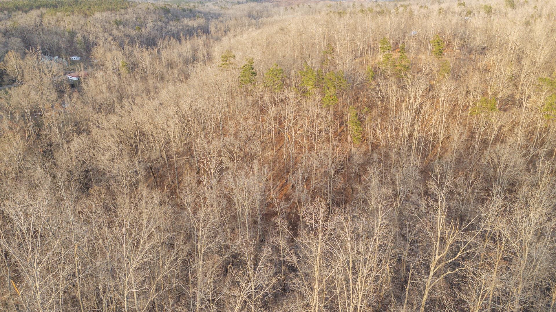 125 Elam Way Savannah, TN 38372 - Photo 27 of 36 View of nature