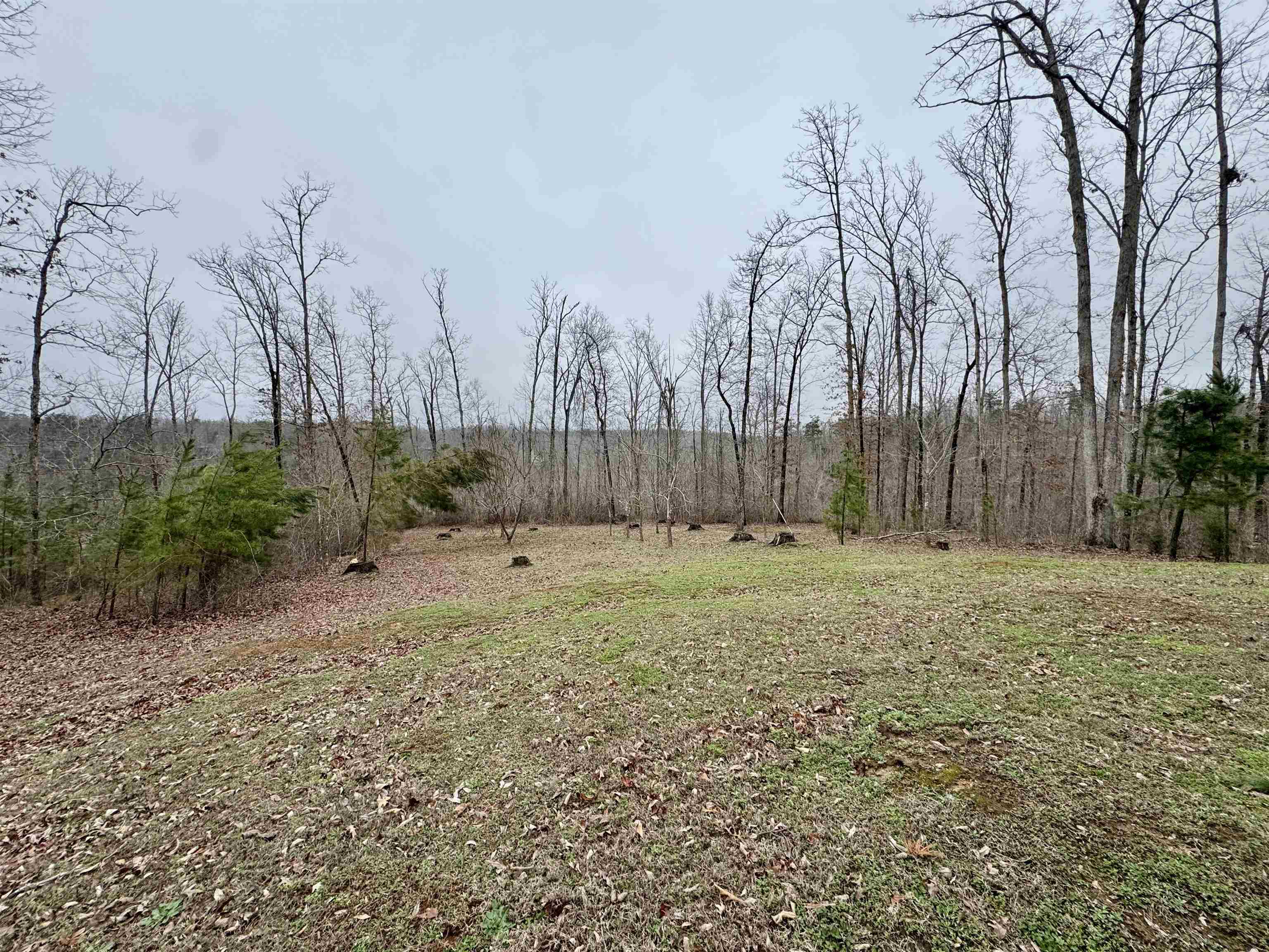 125 Elam Way Savannah, TN 38372 - Photo 9 of 36 a view of outdoor space with trees