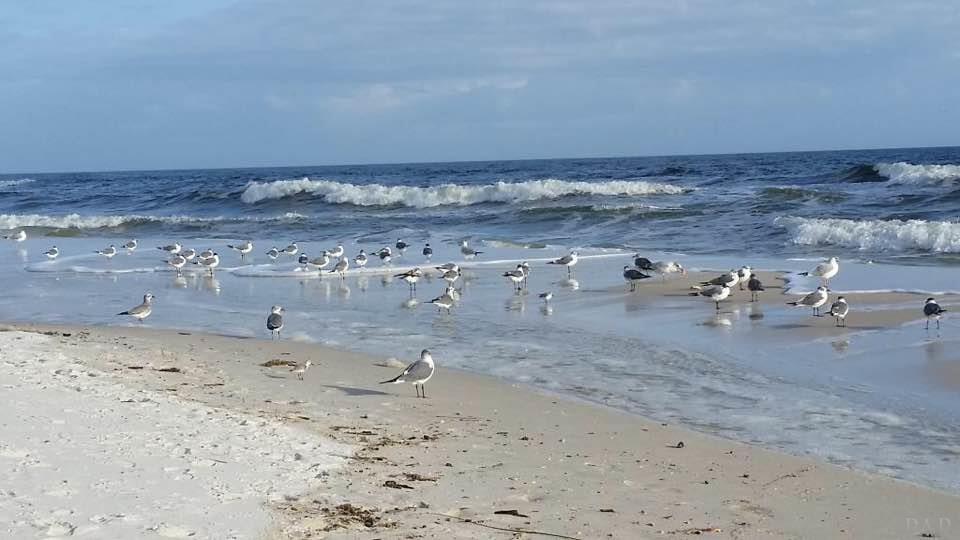 14475 River Road Pensacola, FL 32507 - Photo 5 of 12 Meet your Neighbors
