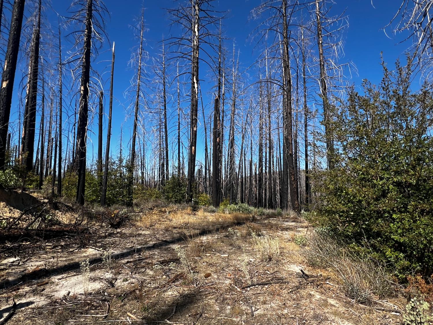 1465 Bald Rock Road Berry Creek, CA 95916 - Photo 8 of 9 a view of outdoor space and with trees