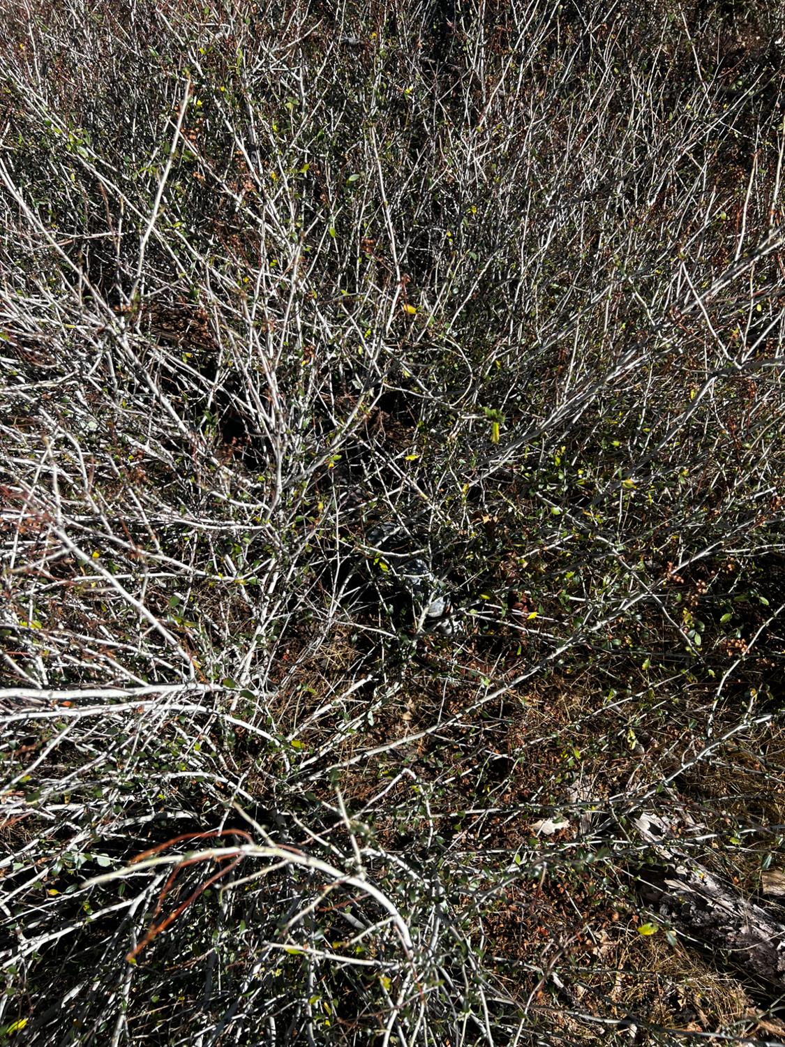 1465 Bald Rock Road Berry Creek, CA 95916 - Photo 9 of 9