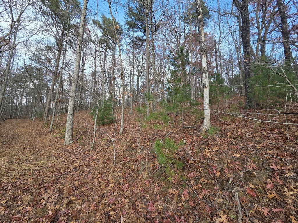 5 Fish Camp Way Mineral Bluff, GA 30559 - Photo 6 of 12