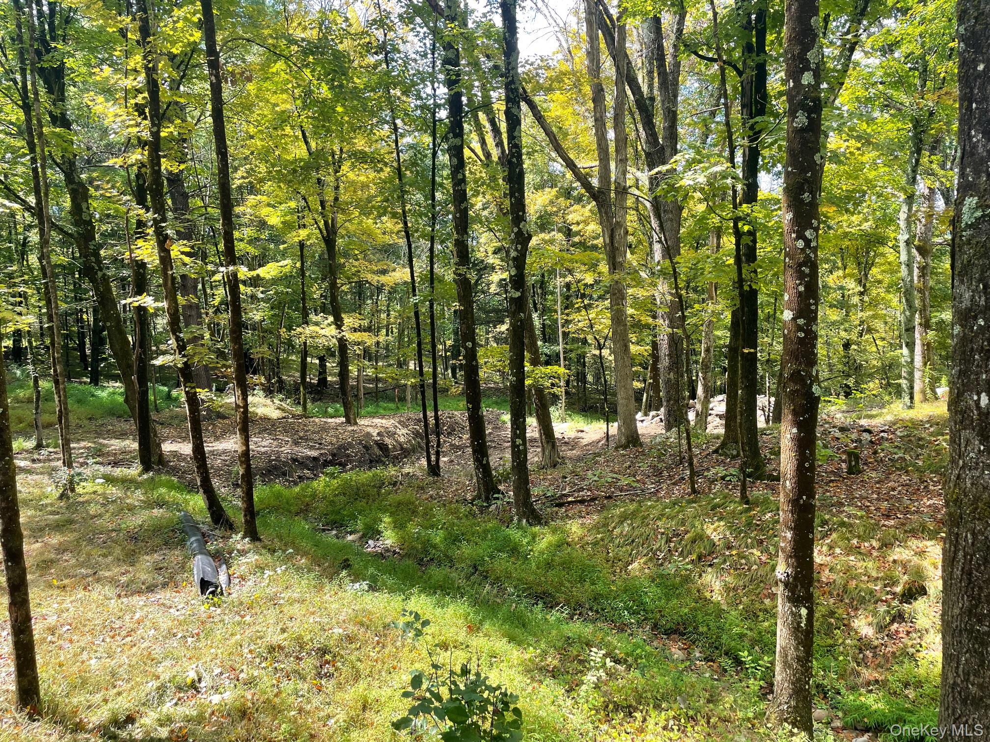Lot #2 Church Road Red Hook, NY 12571 - Photo 13 of 17 View of tree filled area