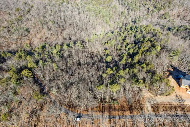 a close up of a plant