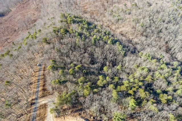 a view of a forest with a tree