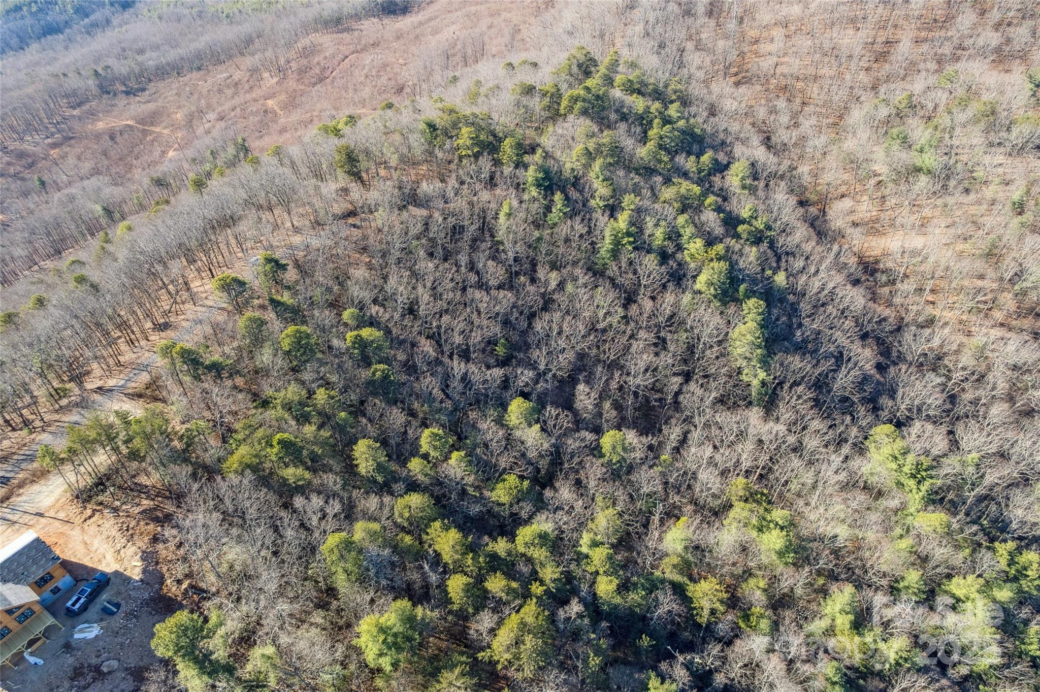 5241 Pine Ridge Drive Connelly Springs, NC 28612 - Photo 4 of 12 a view of a forest with a tree