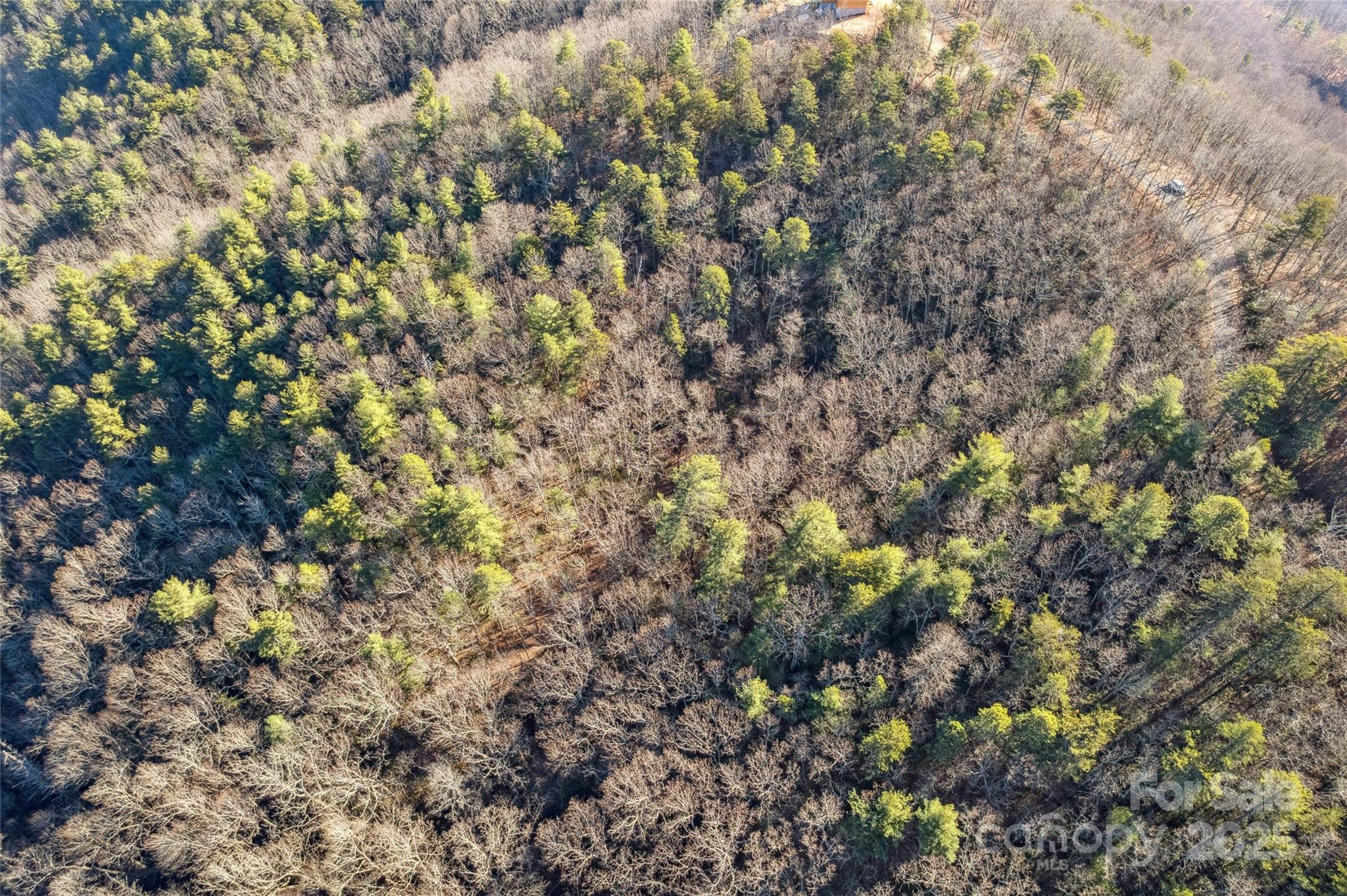 5241 Pine Ridge Drive Connelly Springs, NC 28612 - Photo 9 of 12 a view of a tree
