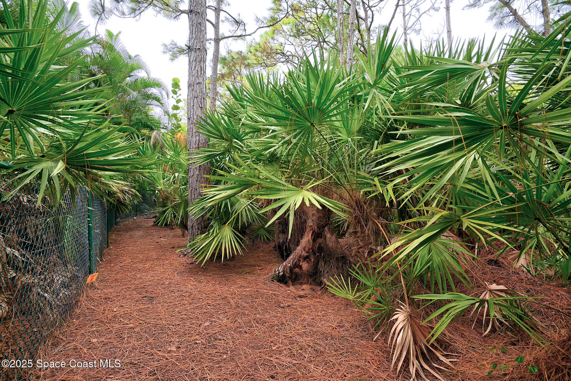 4580 Hunters Run Circle Grant, FL 32949 - Photo 18 of 55 a backyard of a house with potted plants and large trees