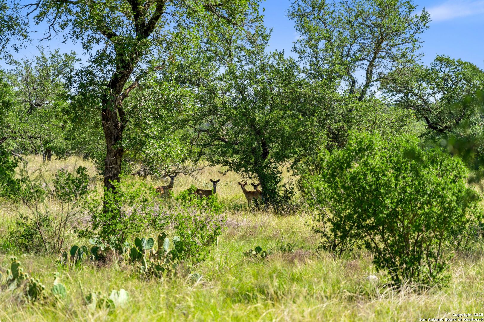 620 Rio Vista Road Johnson City, TX 78636 - Photo 4 of 37