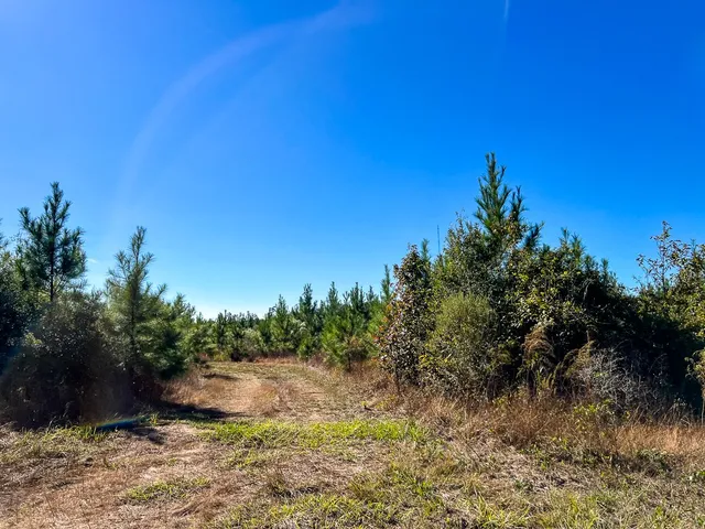a view of a lake with a tree in the background