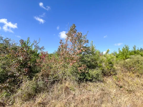 a view of a city with lush green forest