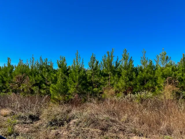 a view of a yard with a tree