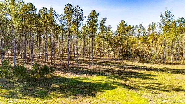 a view of a garden with a tree