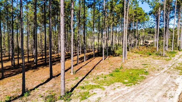 a view of a yard with trees