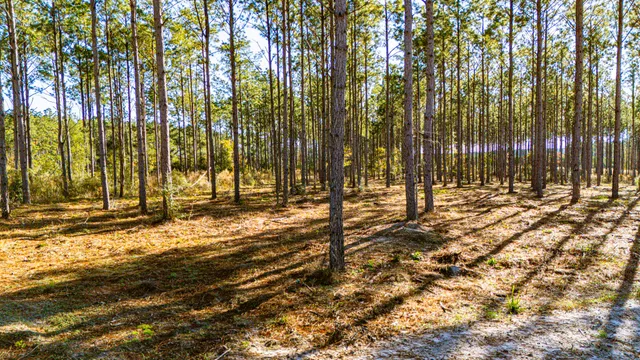 a view of yard covered with snow