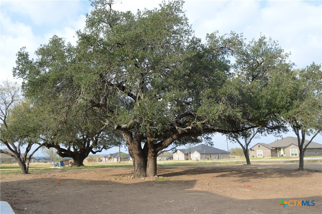 425 County Road 3152 Kempner, TX 76539 - Photo 45 of 48 a view of road with trees