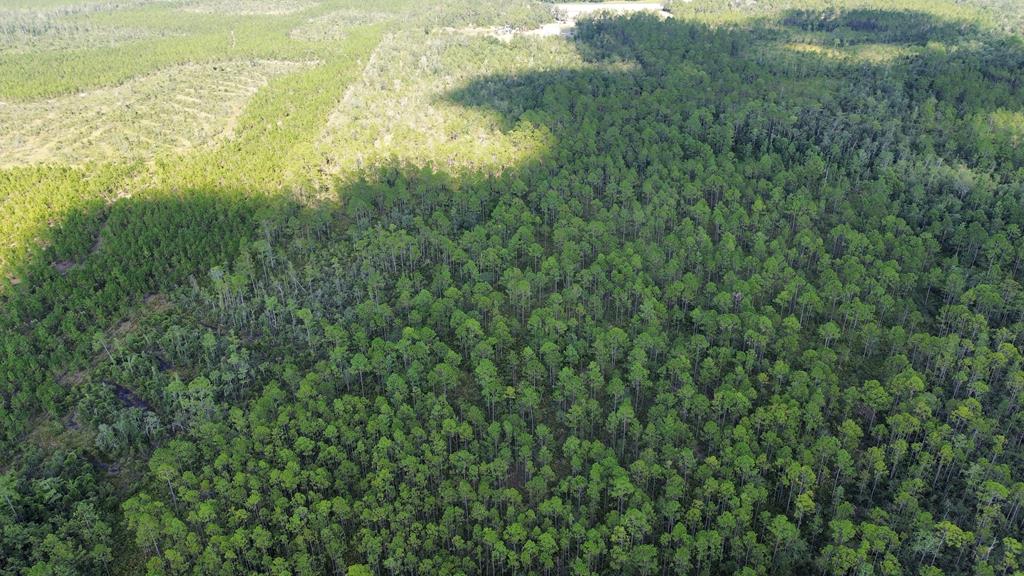 Tract F Bergman Road Naylor, GA 31641 - Photo 1 of 2 Gallery Image 1