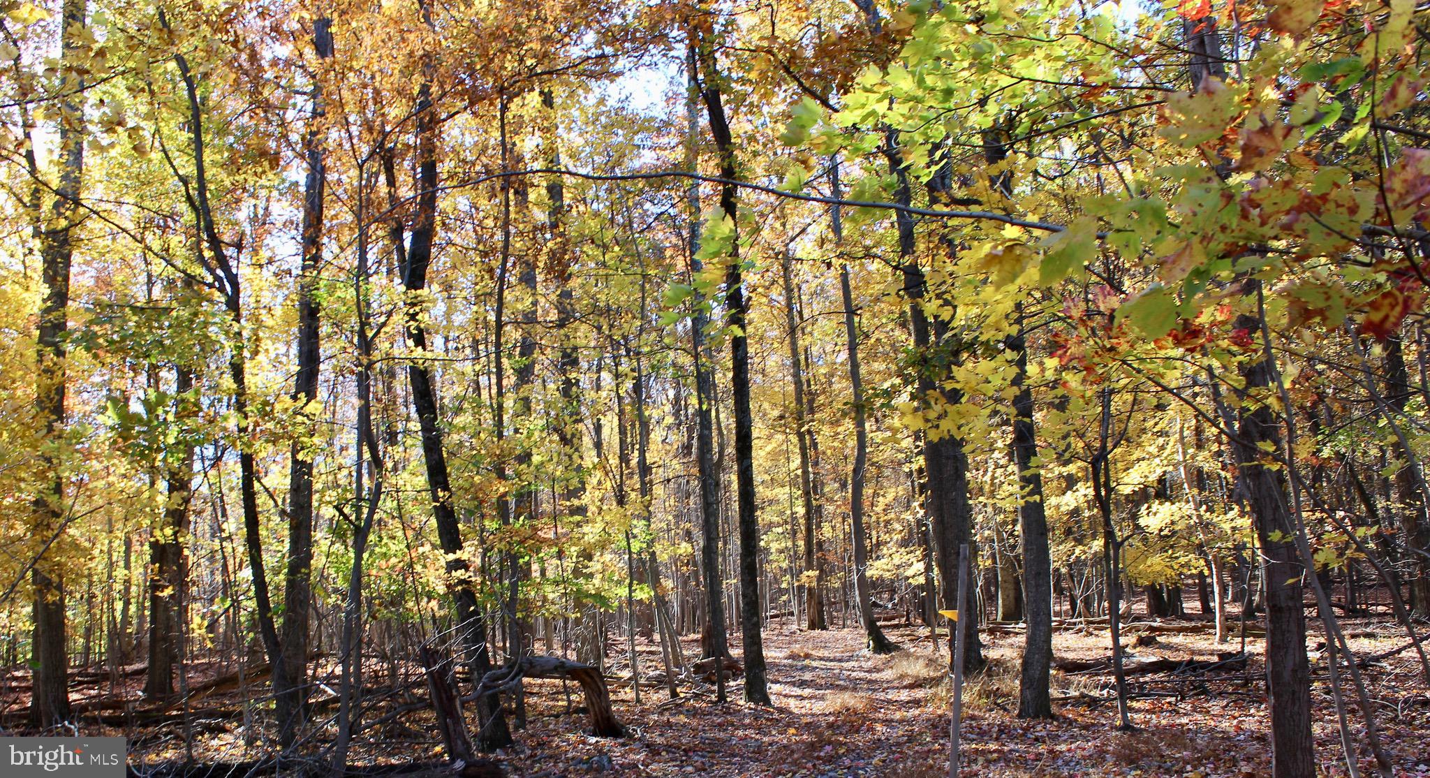 5103 Red Hill Road Keedysville, MD 21756 - Photo 55 of 78 a view of outdoor space with lots of trees