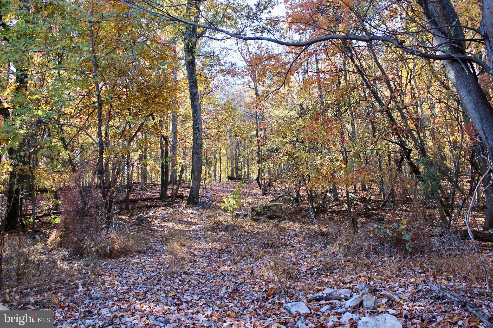5103 Red Hill Road Keedysville, MD 21756 - Photo 56 of 78 a view of a forest with trees