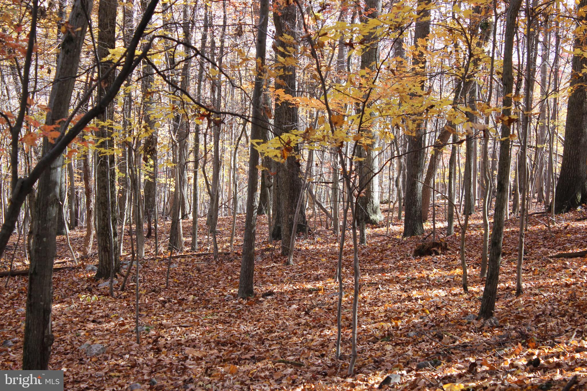 5103 Red Hill Road Keedysville, MD 21756 - Photo 57 of 78 a backyard of a house with lots of green space
