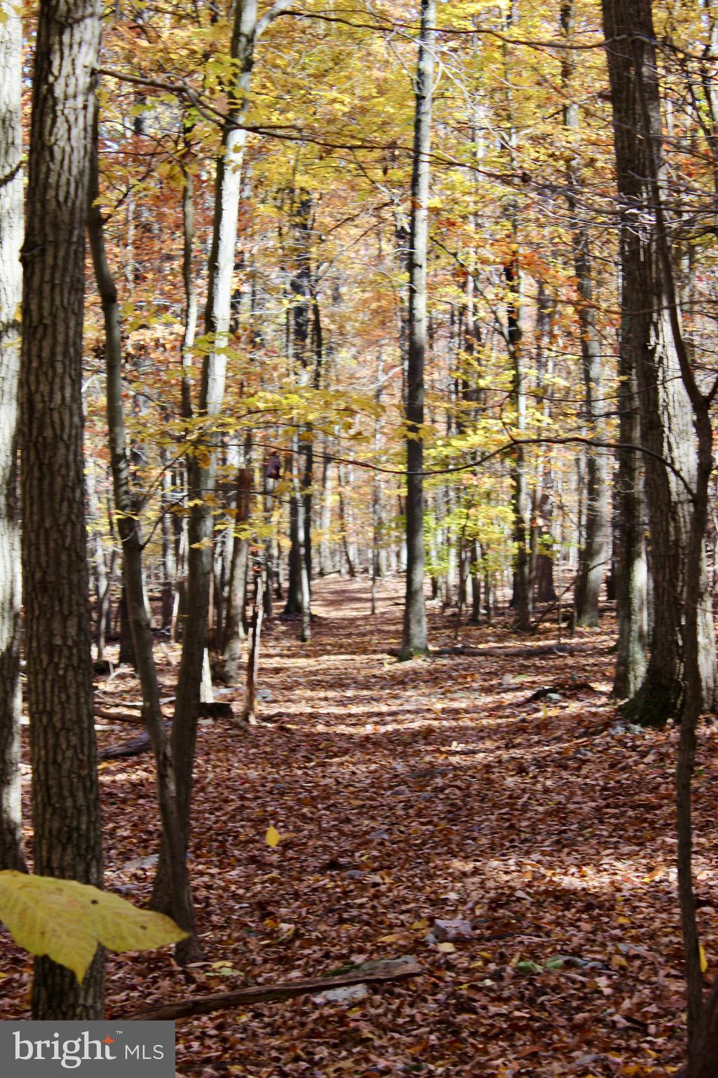 5103 Red Hill Road Keedysville, MD 21756 - Photo 58 of 78 Trail to off grid cabin
