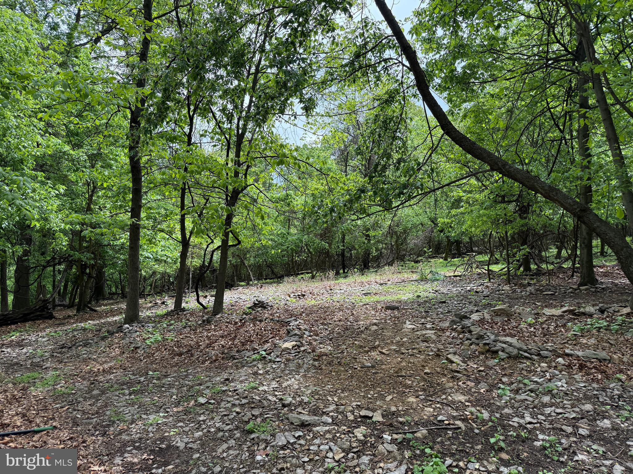 5103 Red Hill Road Keedysville, MD 21756 - Photo 67 of 78 a view of a forest with trees in the background