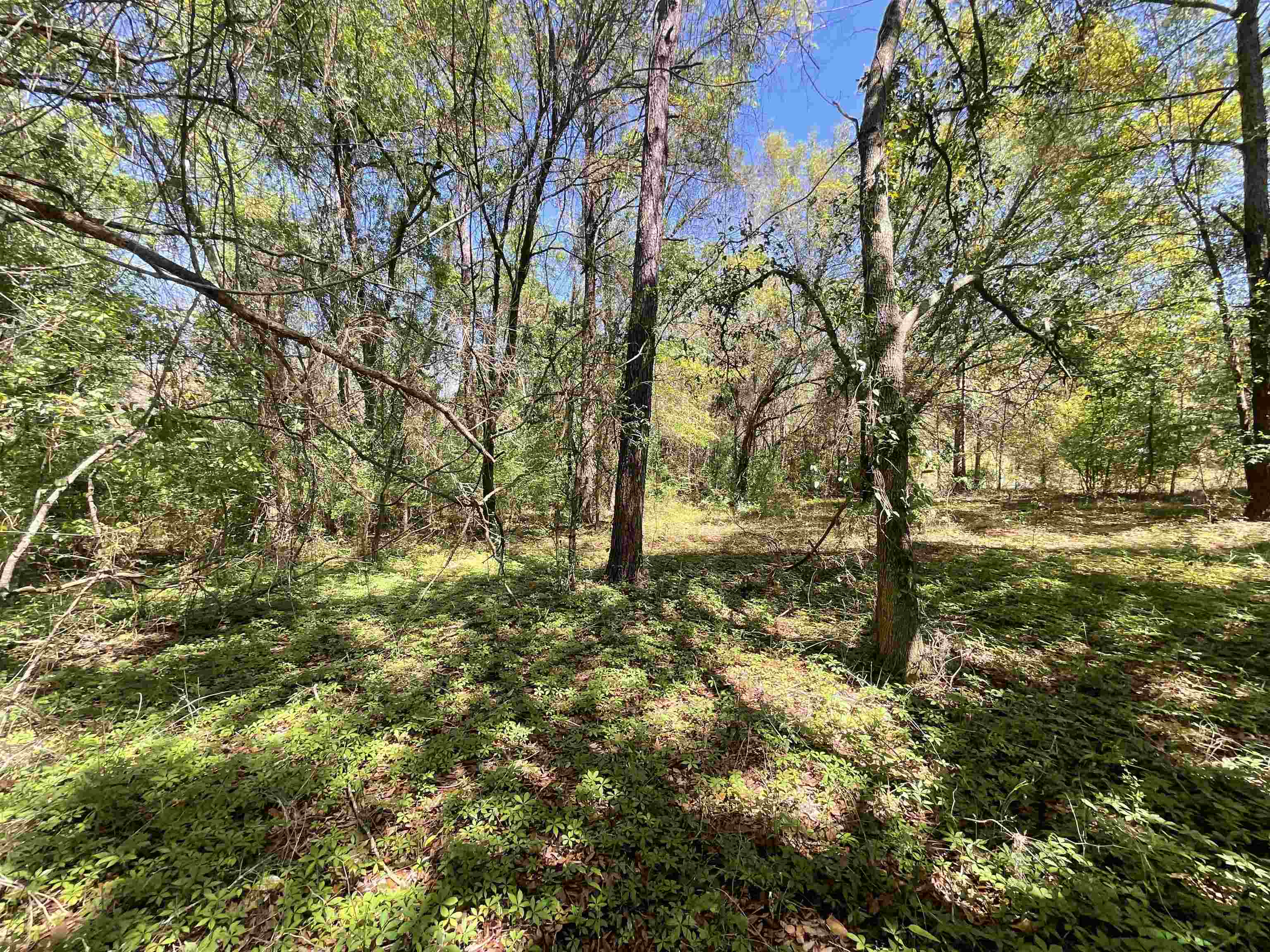 1975 Rook Road Ochlocknee, GA 31773 - Photo 7 of 42