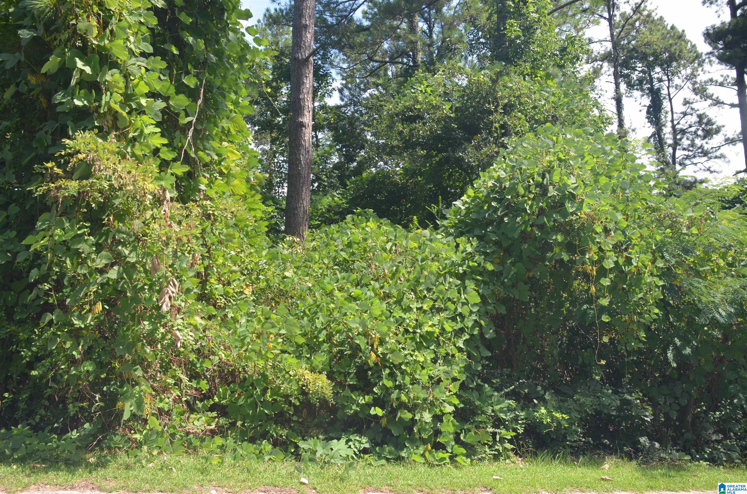 0 Hilltop Road Weaver, AL 36277 - Photo 4 of 8