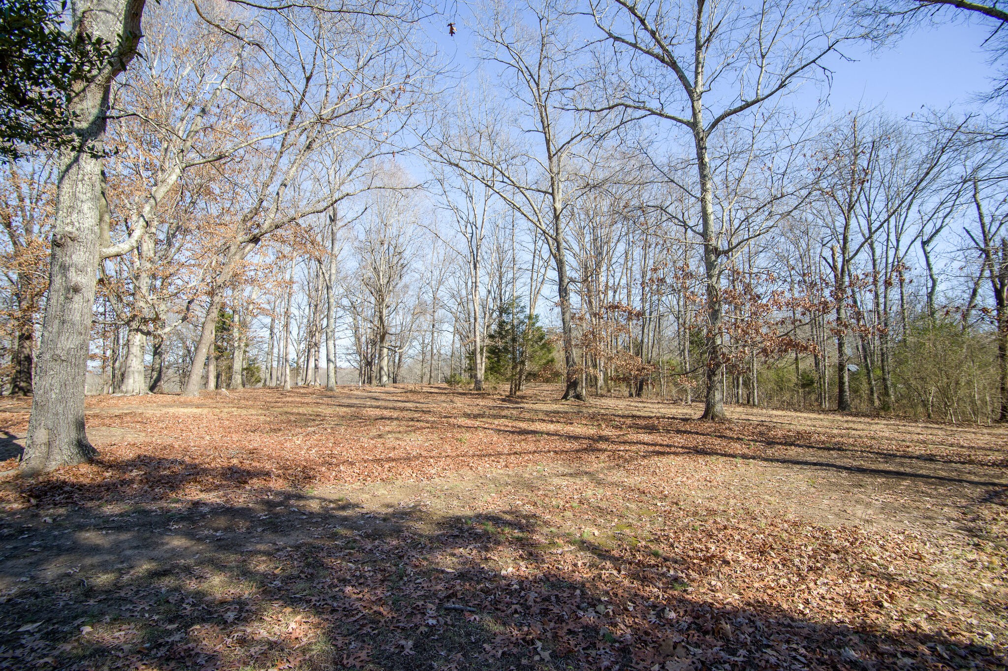 7325 Overby Road Fairview, TN 37062 - Photo 40 of 49 a view of dirt yard with a large tree