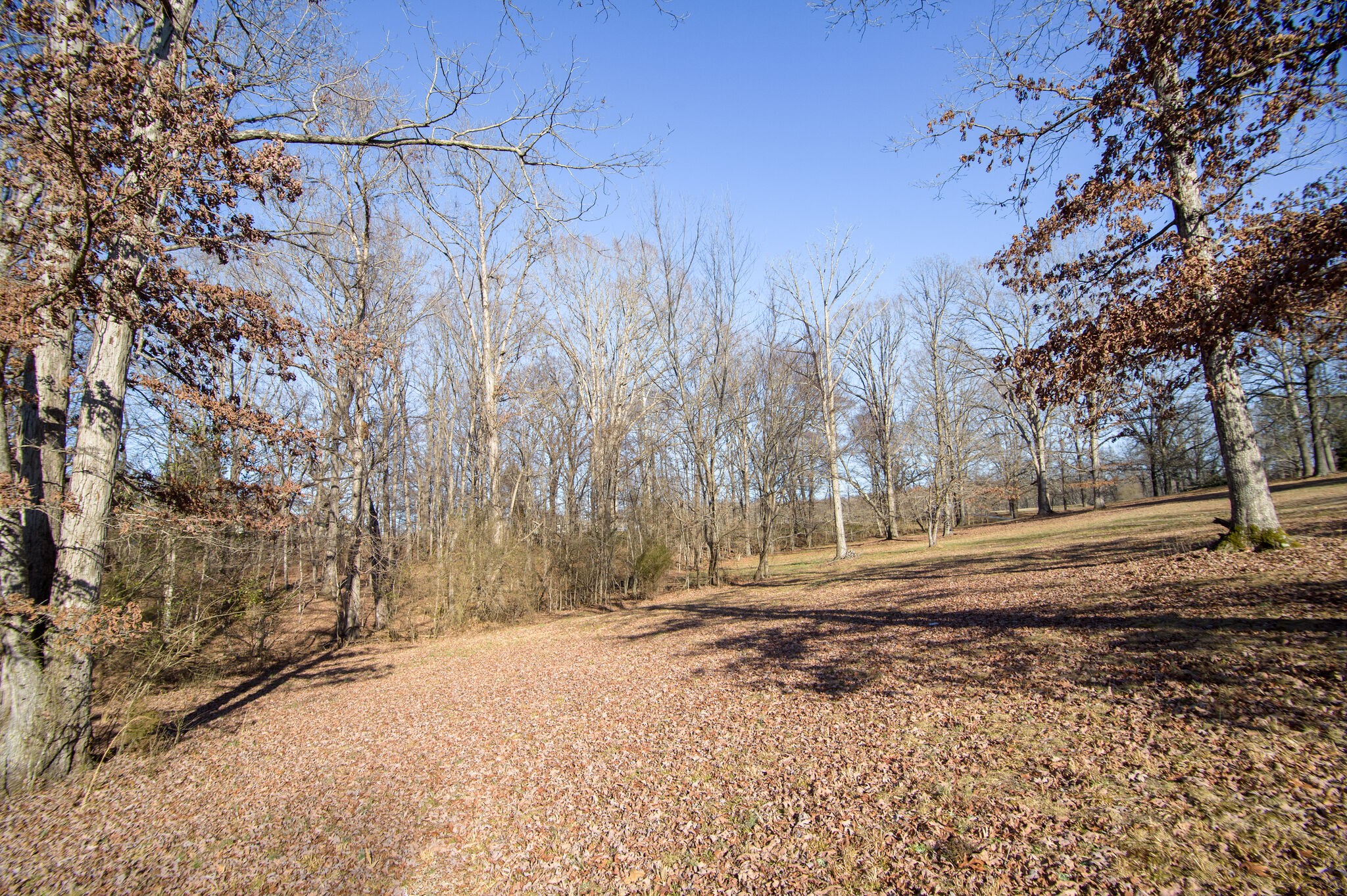 7325 Overby Road Fairview, TN 37062 - Photo 46 of 49 a view of dirt yard with large trees