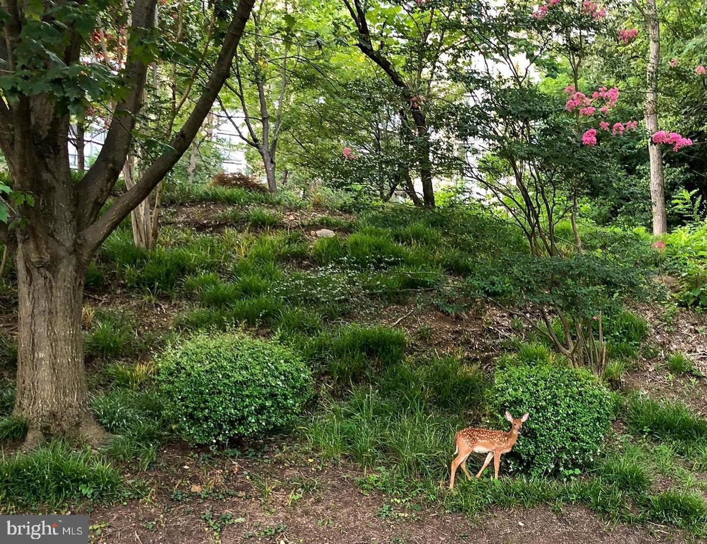 5902 Mt Eagle Drive, Unit 905 Alexandria, VA 22303 - Photo 39 of 55 a view of a yard with plants and a large trees