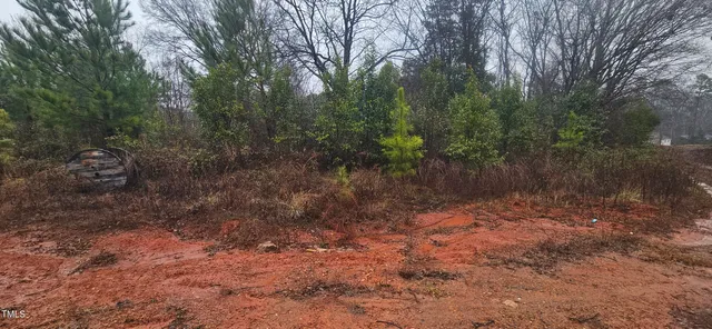 a view of a forest with trees in the background