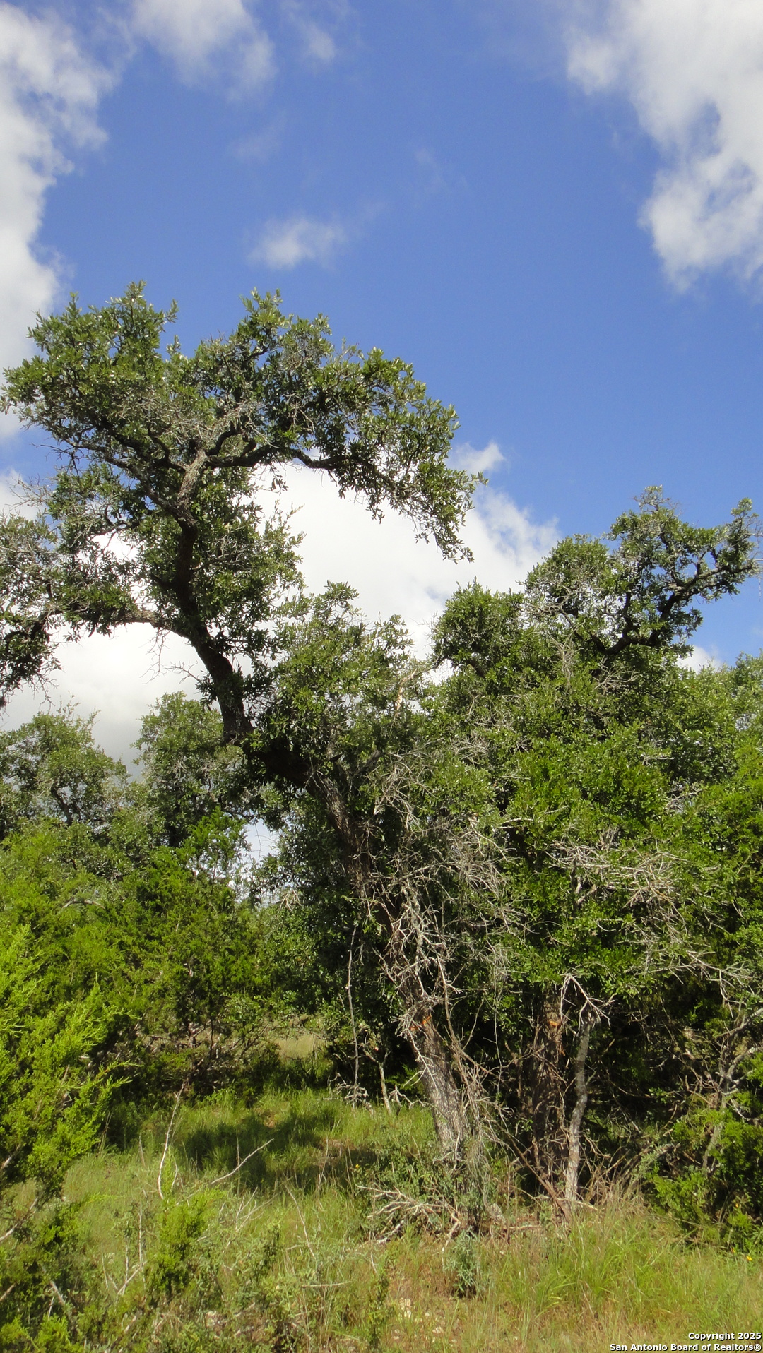 116 Peter Kleid Loop Blanco, TX 78606 - Photo 10 of 14